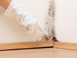 Best Basement Mold Removal in San Augustine, TX